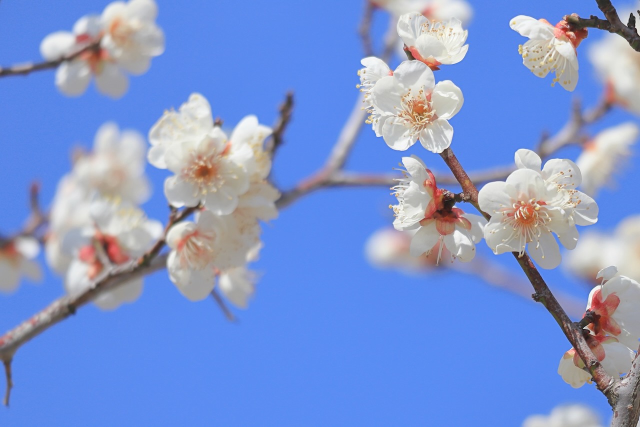 Natural therapy 歳時記2月