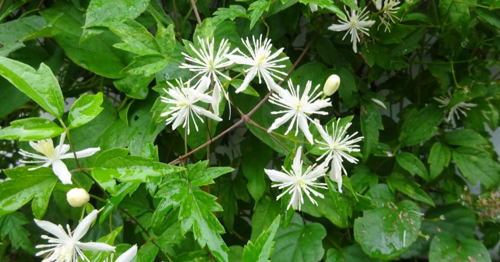 バッチフラワーレメディ クレマチス